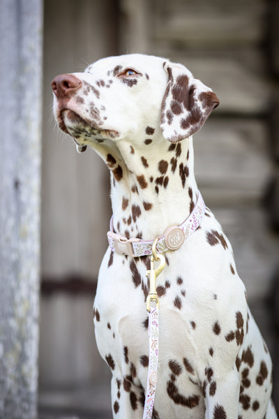 Adjustable Dog Collar: Chiswick Oyster