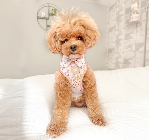Dog Bow Tie: Chiswick Oyster