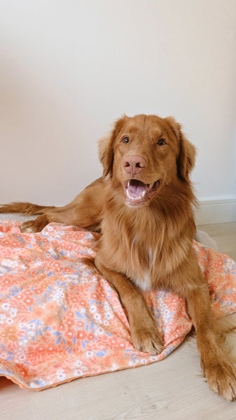 Blanket: Notting Hill Buttercup