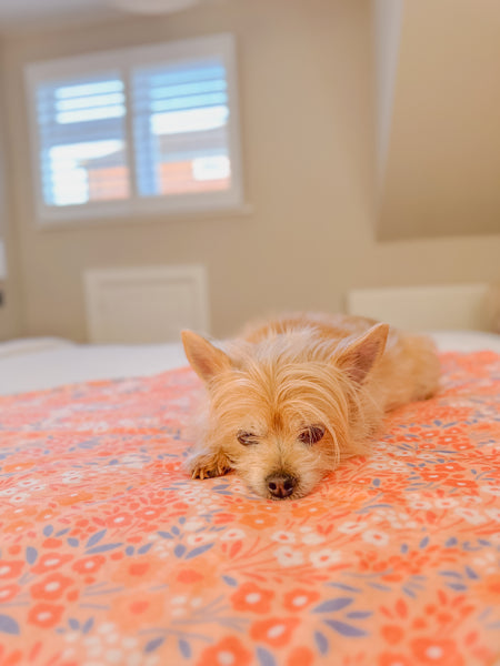 Blanket: Notting Hill Buttercup