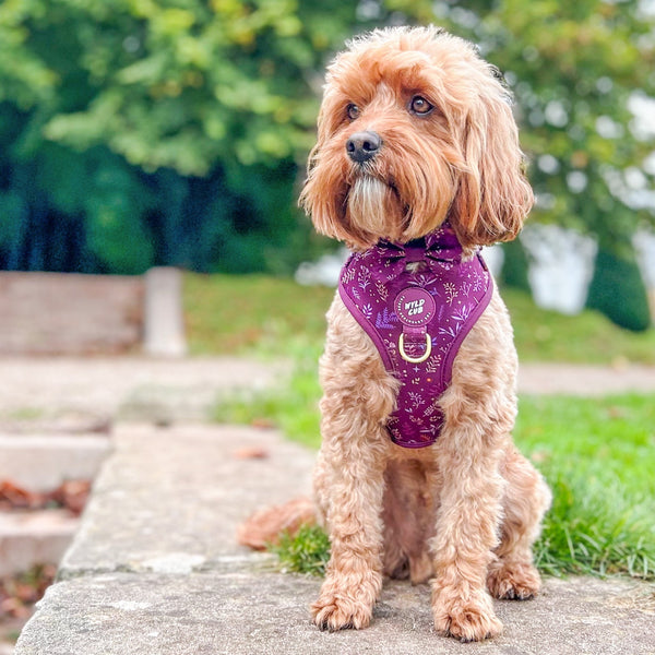 Dog Bow Tie: Chiswick Fig