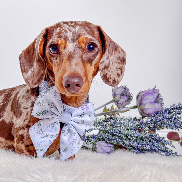 Dog Sailor Bow Tie: Chiswick Thistle