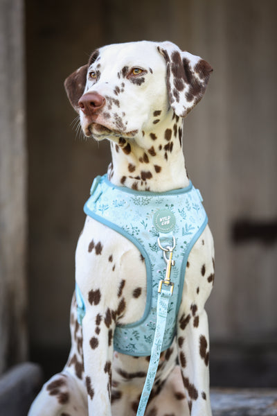 Dog Lead: Chiswick Pistachio