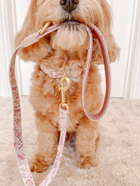 Adjustable Dog Collar: Chiswick Oyster