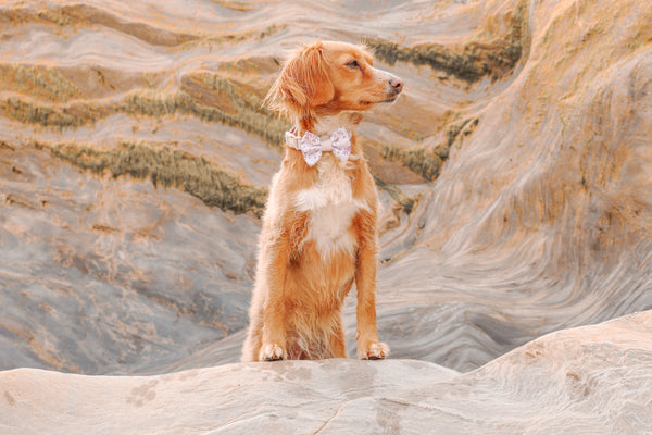 Dog Bow Tie: Chiswick Oyster