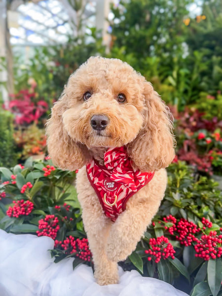Dog Sailor Bow Tie: Kew Acer