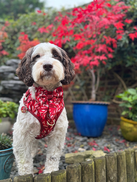 Dog Sailor Bow Tie: Kew Acer