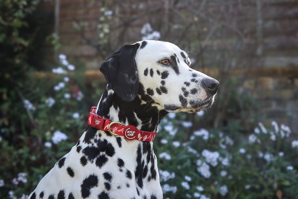Adjustable Dog Collar: Kew Acer
