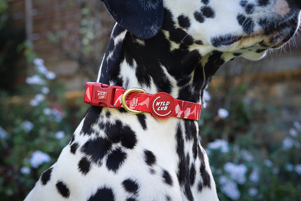 Adjustable Dog Collar: Kew Acer