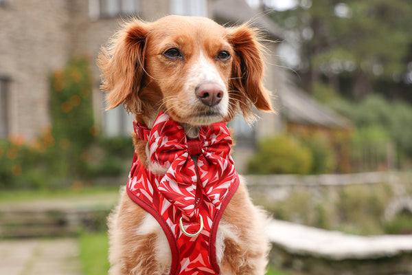 Dog Sailor Bow Tie: Kew Acer