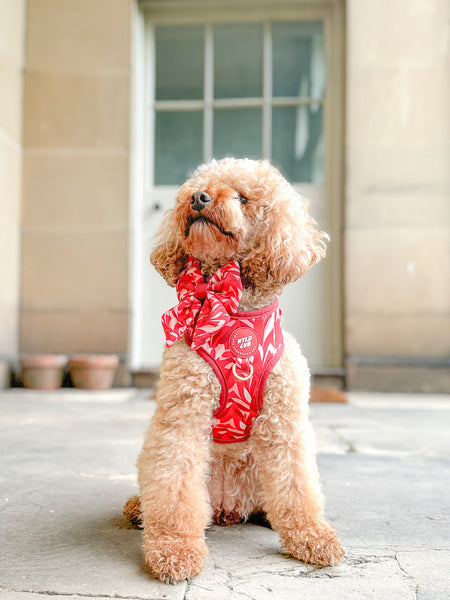 Dog Sailor Bow Tie: Kew Acer