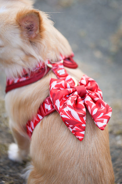 Dog Sailor Bow Tie: Kew Acer