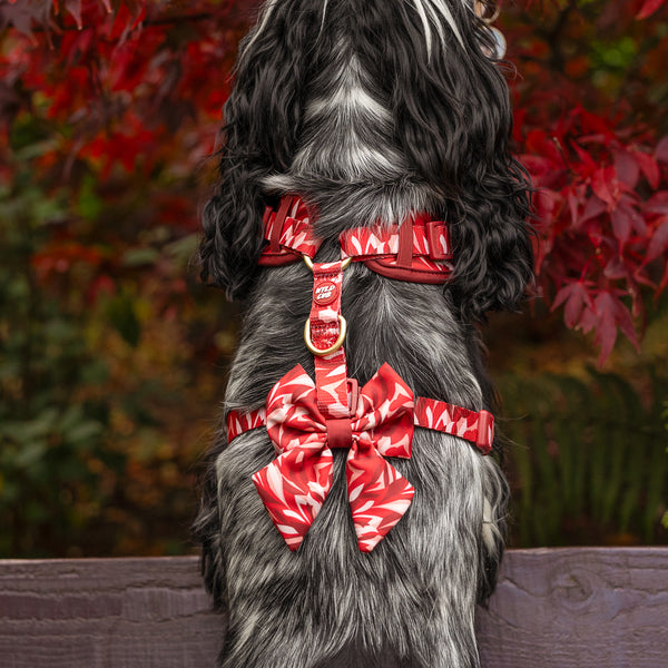 Dog Sailor Bow Tie: Kew Acer