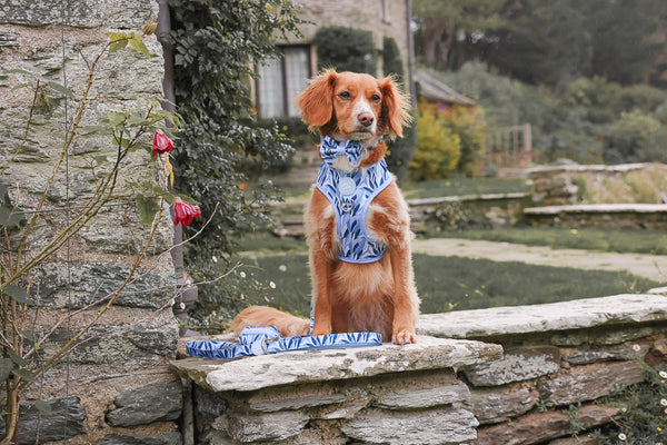 Dog Bow Tie: Kew Celeste