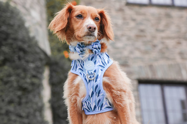 Dog Bow Tie: Kew Celeste