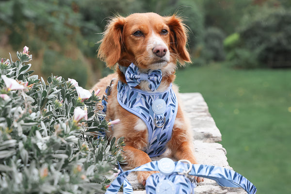 Dog Bow Tie: Kew Celeste