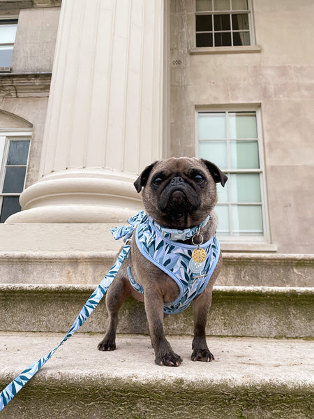 Dog Lead: Kew Celeste