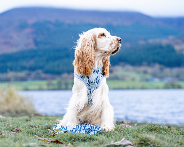 Dog Lead: Kew Celeste