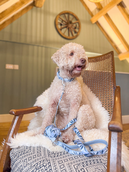 Dog Lead: Kew Celeste