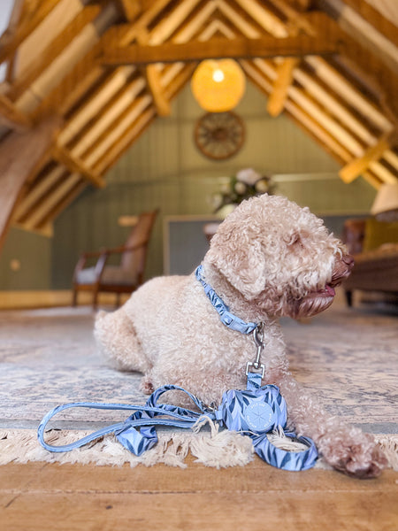 Dog Lead: Kew Celeste