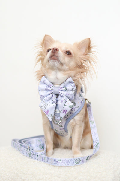 Dog Sailor Bow Tie: Chiswick Thistle