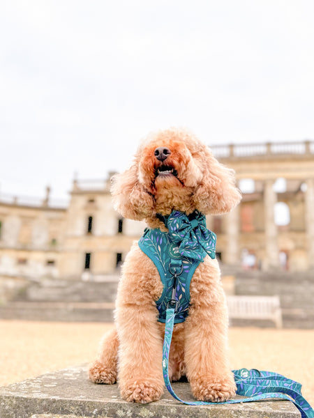 Dog Lead: Hampstead Evergreen