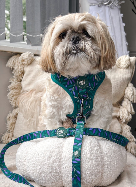 Dog Lead: Hampstead Evergreen