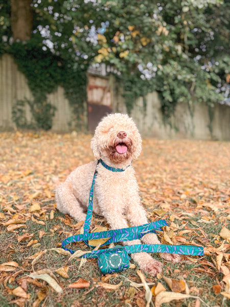 Dog Lead: Hampstead Evergreen