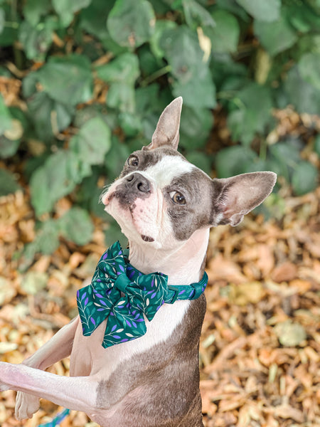 Dog Sailor Bow Tie: Hampstead Evergreen