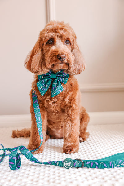 Dog Lead: Hampstead Evergreen