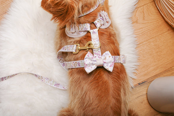 Dog Bow Tie: Chiswick Oyster