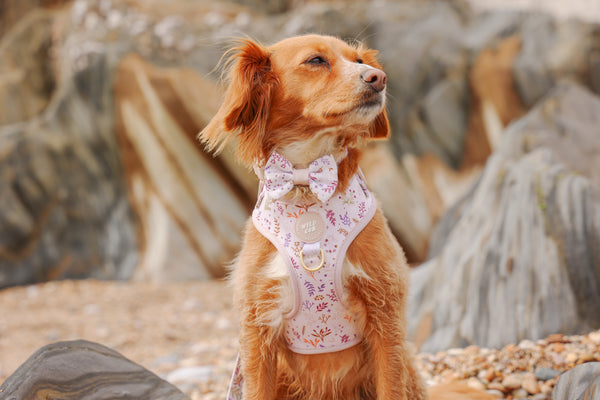 Dog Bow Tie: Chiswick Oyster