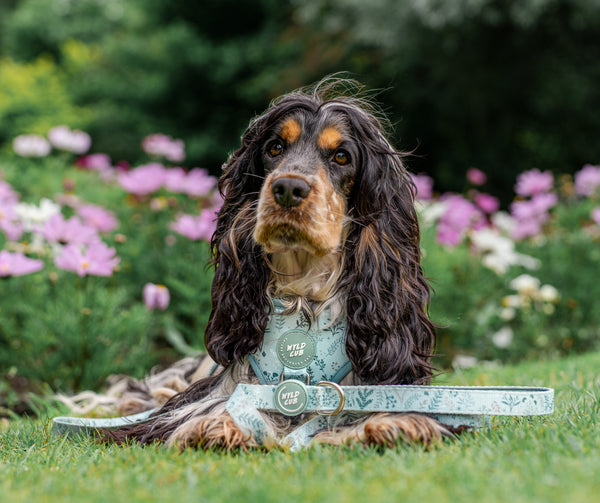 Dog Lead: Chiswick Pistachio