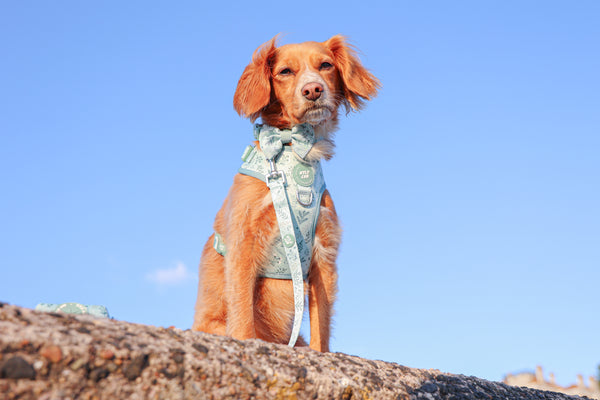 Dog Lead: Chiswick Pistachio