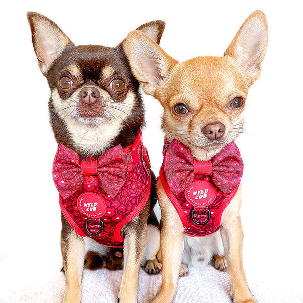 Dog Bow Tie: Notting Hill Mulberry