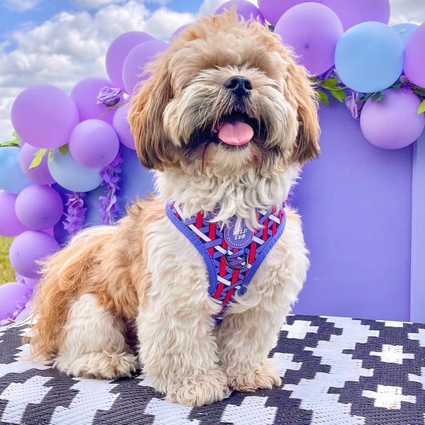 Adjustable Dog Harness: Knightsbridge Violet