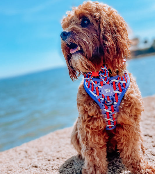 Adjustable Dog Harness: Knightsbridge Violet