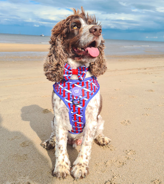 Adjustable Dog Harness: Knightsbridge Violet