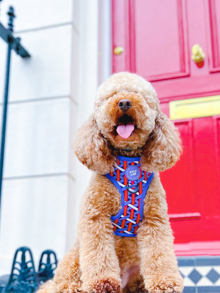 Adjustable Dog Harness: Knightsbridge Violet