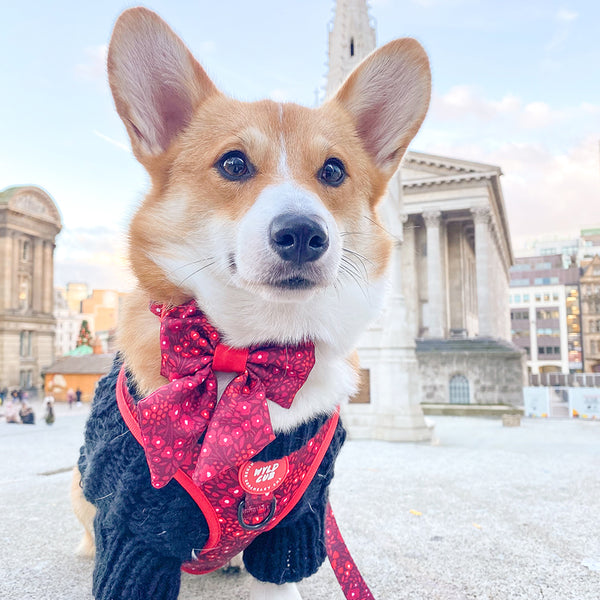 Dog Sailor Bow Tie: Notting Hill Mulberry
