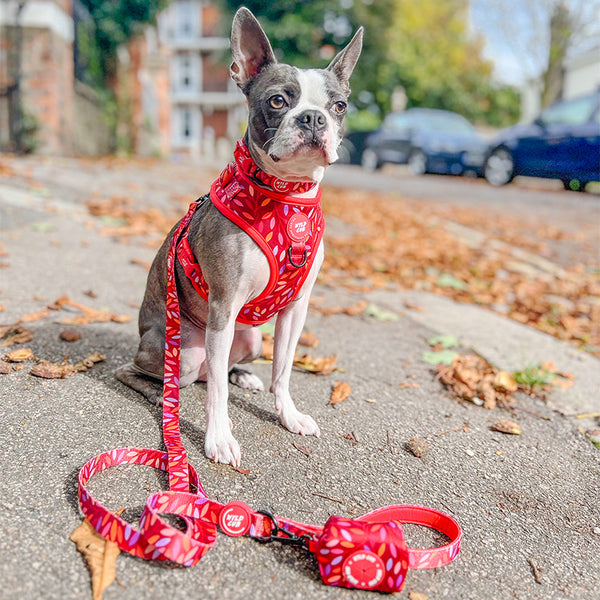 Adjustable Dog Collar: Hampstead Fireside