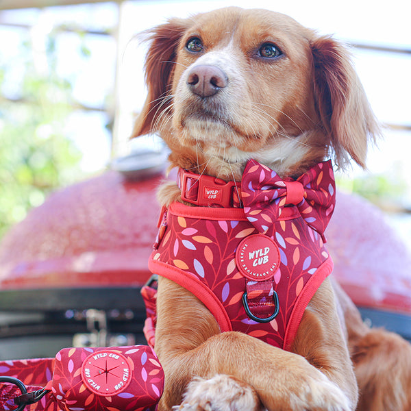 Dog Bow Tie: Hampstead Fireside