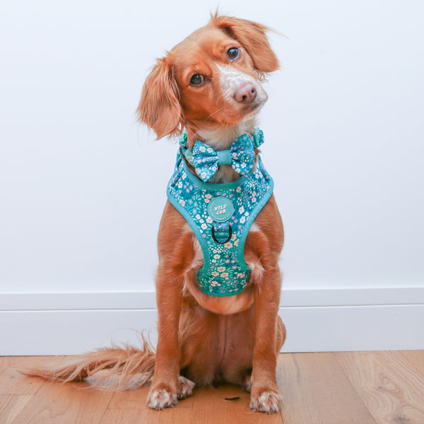 Adjustable Dog Harness: Notting Hill Mint
