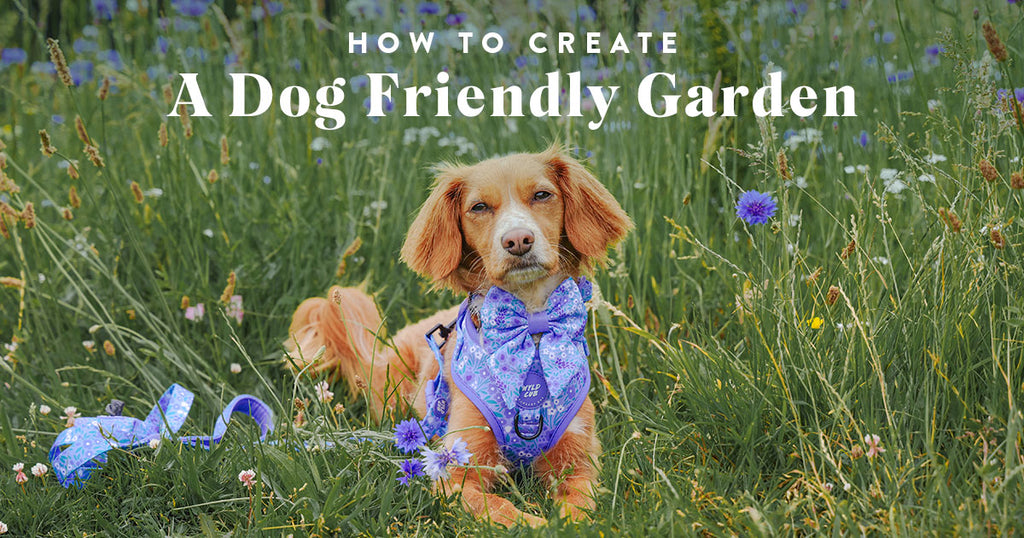 Creating a Fun, Friendly and Pawsitively Safe Garden for Your Dog And Puppy