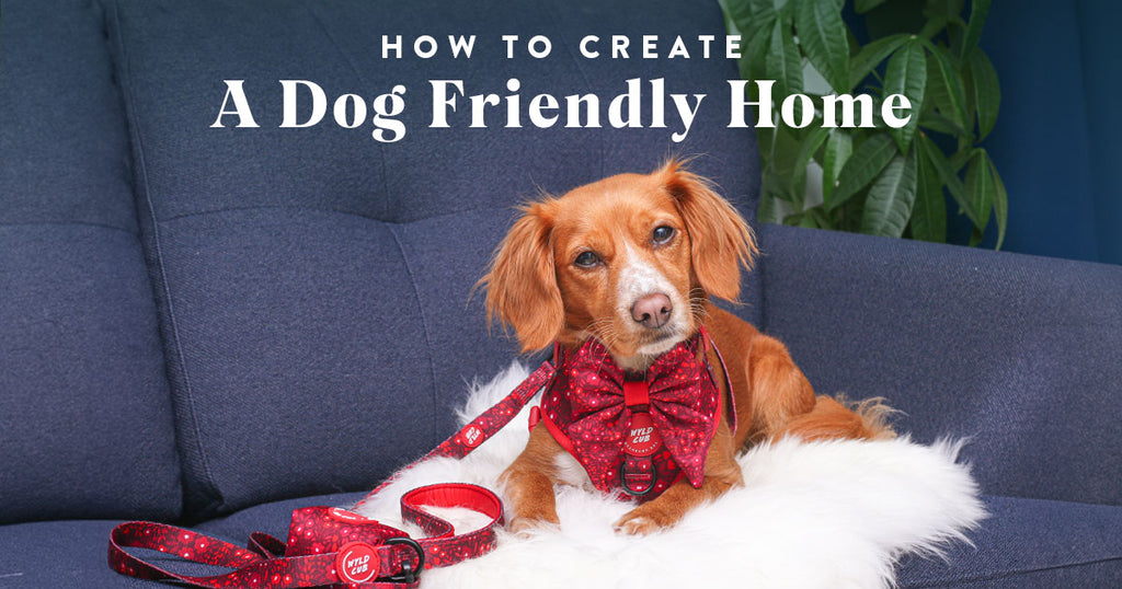 How To Create a Safe, Pet-Friendly Home for dogs and Playful Puppies