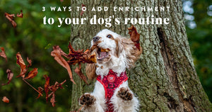 3 ways to add enrichment to your dog's routine