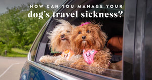 How can you manage your dog’s travel sickness?