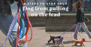 8 Steps To Stop Your Dog From Pulling On The Lead