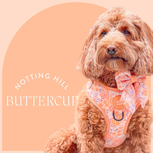 Wyld-Cub-dog-puppy-colourful-floral-harness-cockapoo-cute-orange-peach
