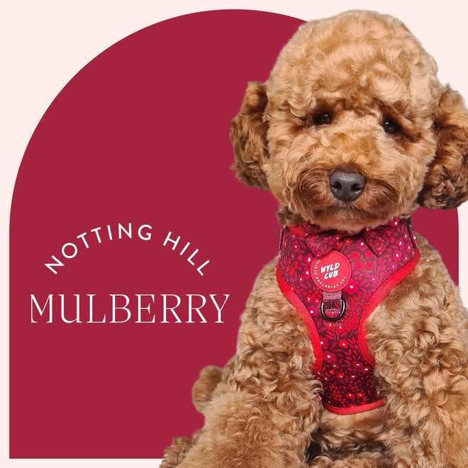 Notting Hill Mulberry